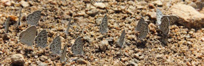 Syntarucus plinius dan Euchrysops cnejus sedang melakukan puddling (http://www.flutters.org)